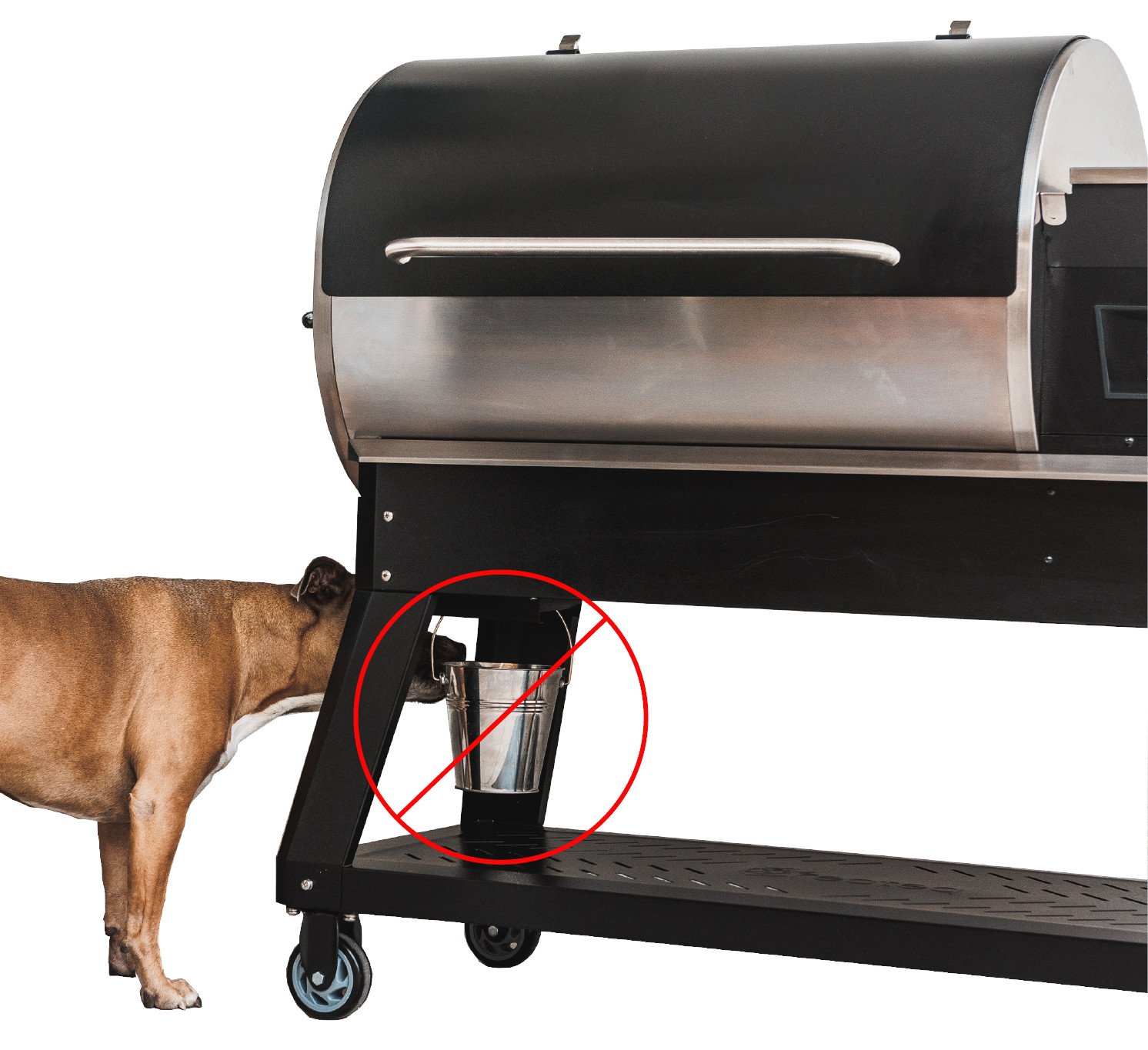 Dog near grill